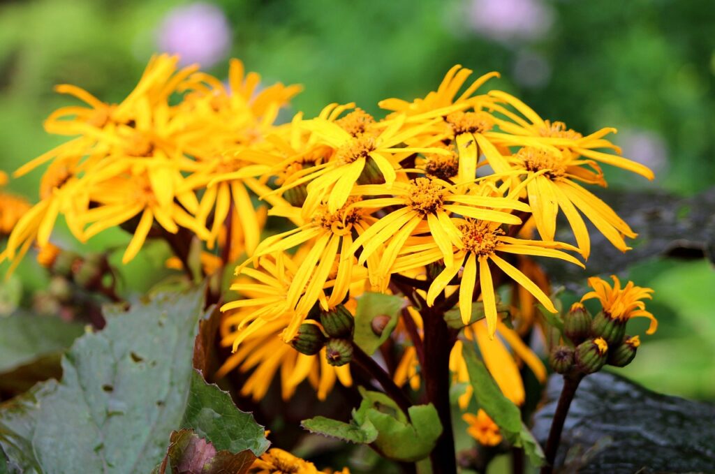 Planting and Growing Ligularia: A Gardener's Guide