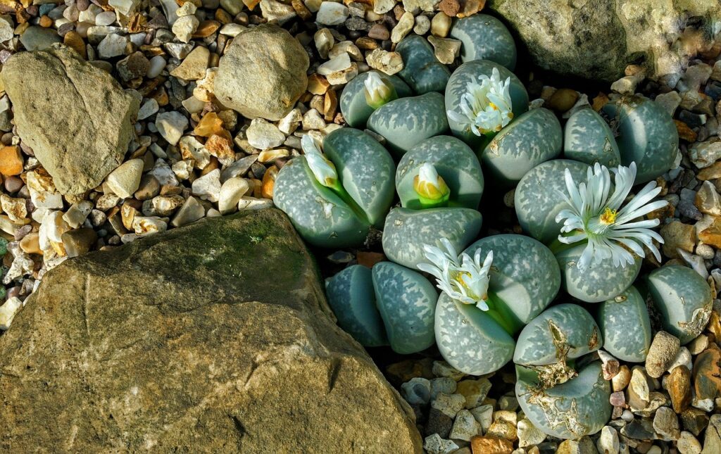 Lithops and Planting: A Guide to Growing Living Stones