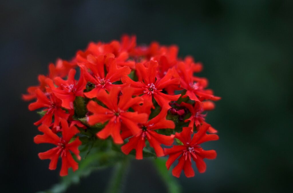 Lychnis and planting
