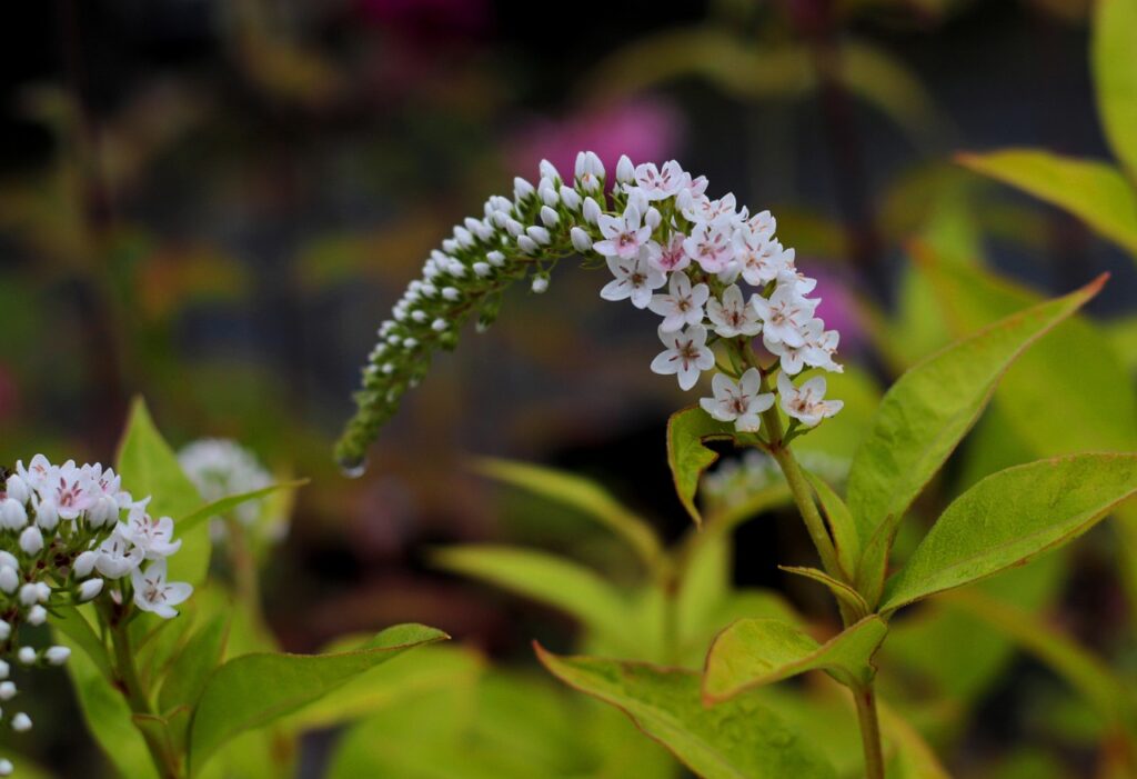 Lysimachia and Planting: Adding Beauty to Your Garden