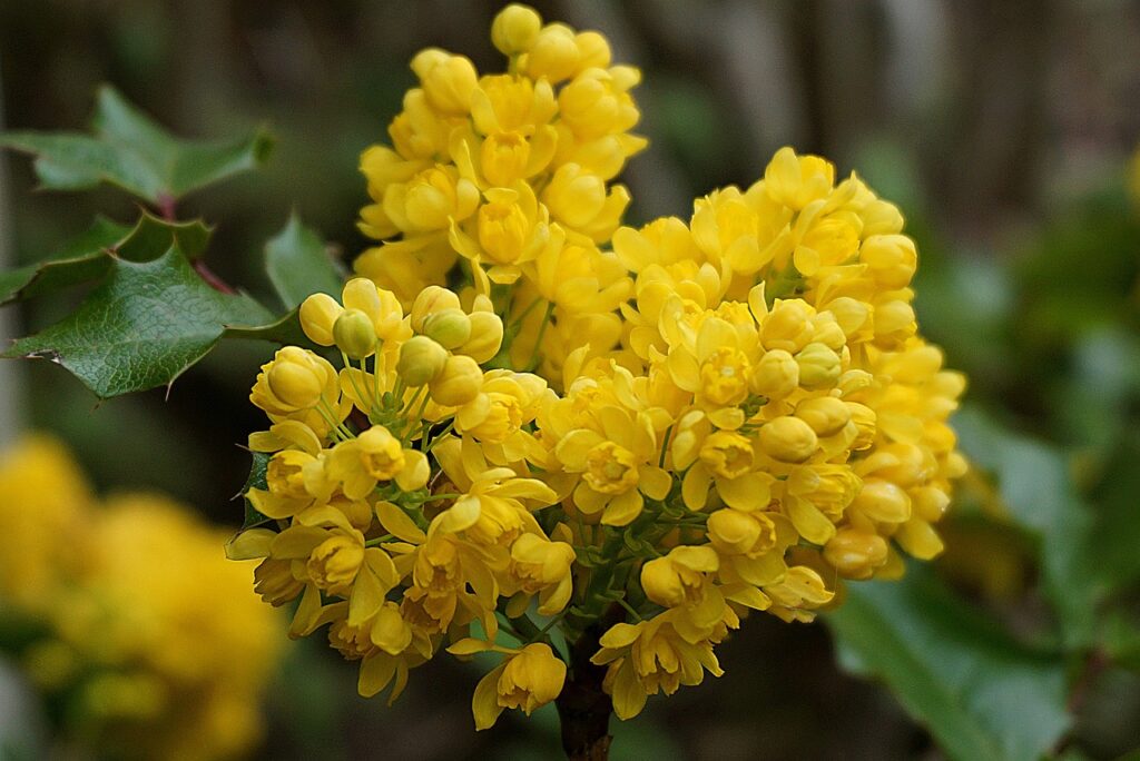 Mahonia and Planting: Adding Beauty and Benefits to Your Garden