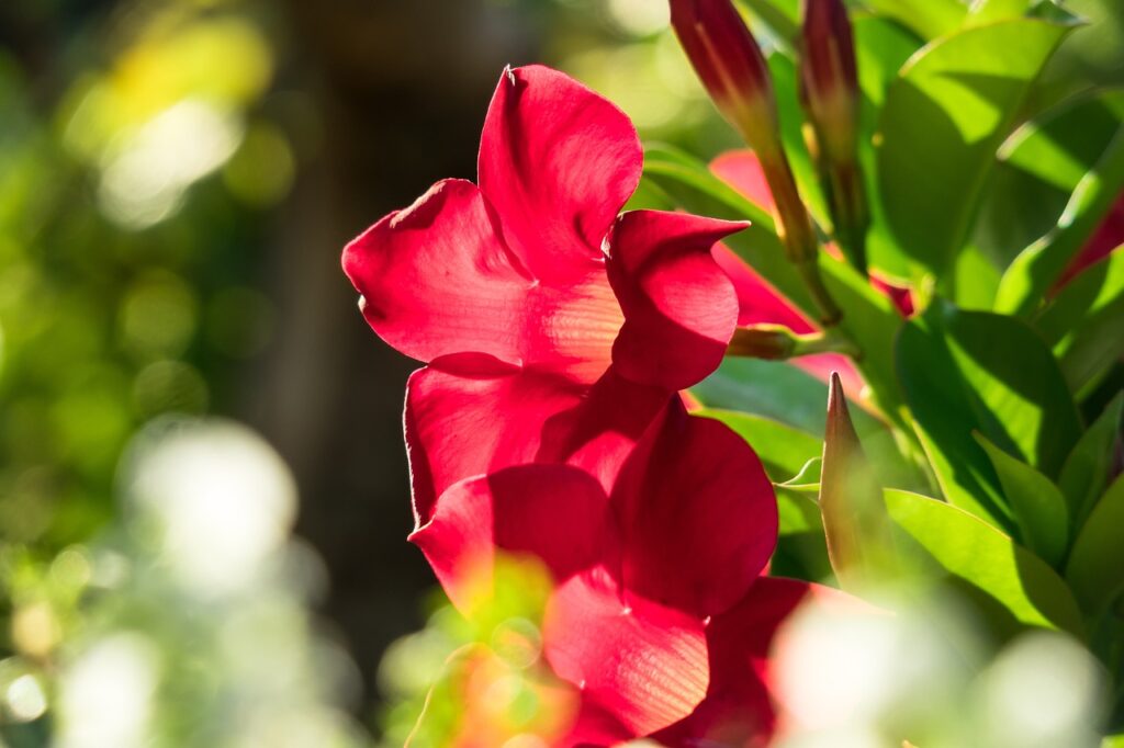 Mandevilla and Planting: A Flourishing Guide for Your Garden