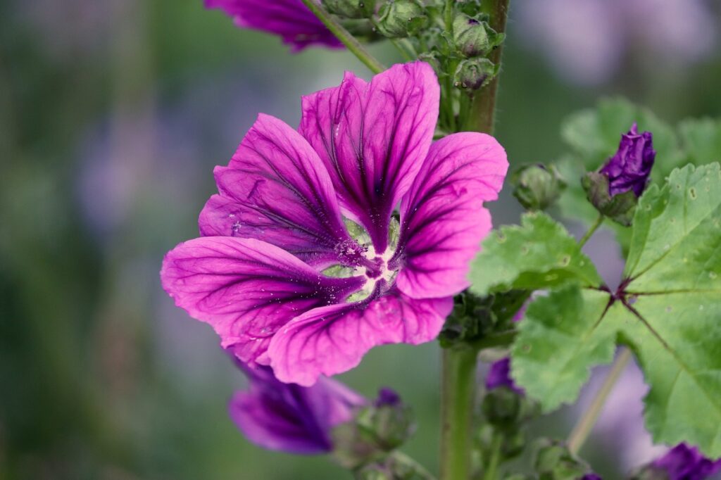 The Art of Planting Malva Flowers