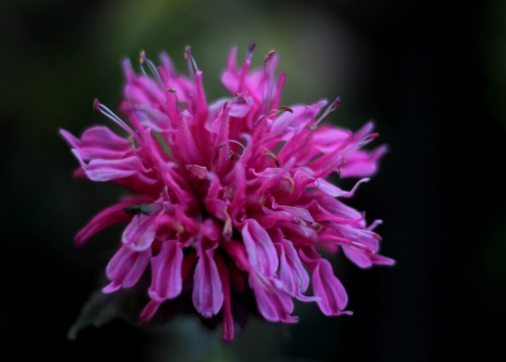 Monarda and Planting: A Blossoming Guide