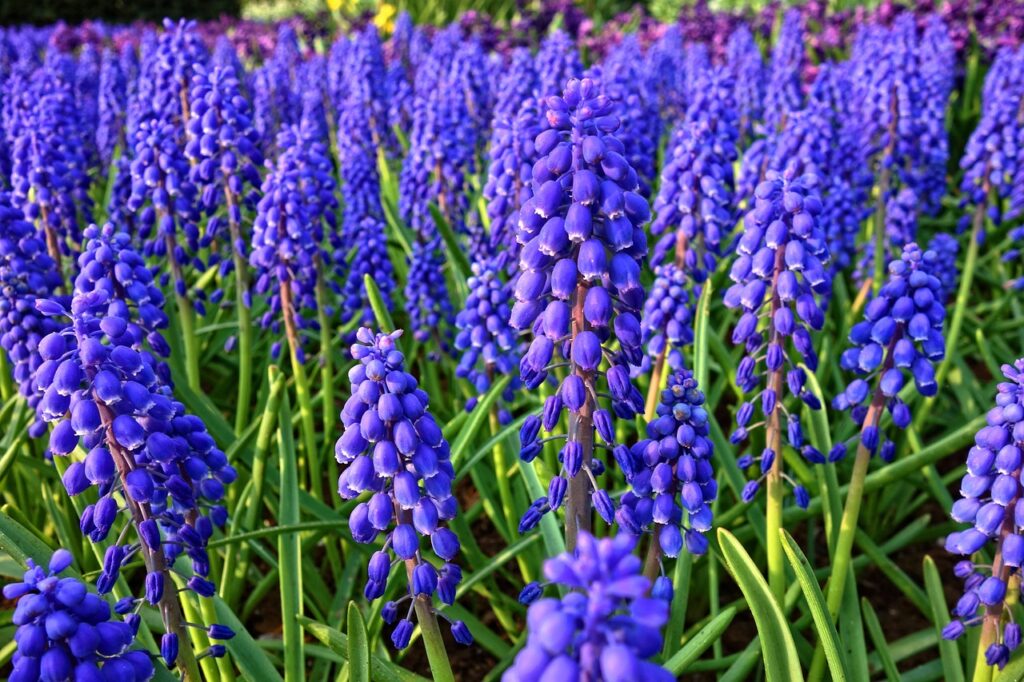 Muscari and Planting: A Blooming Guide