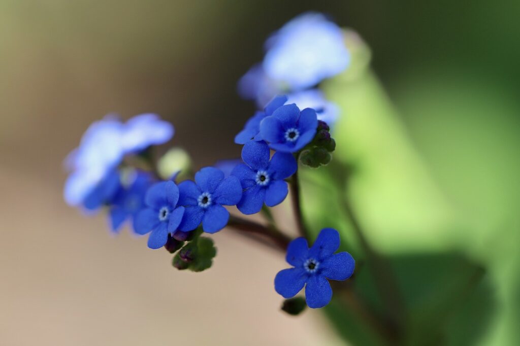 Myosotis and Planting: A Guide to Growing Forget-Me-Not Flowers