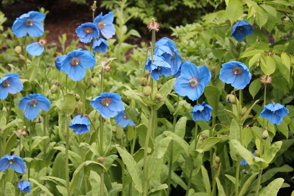 Planting Meconopsis