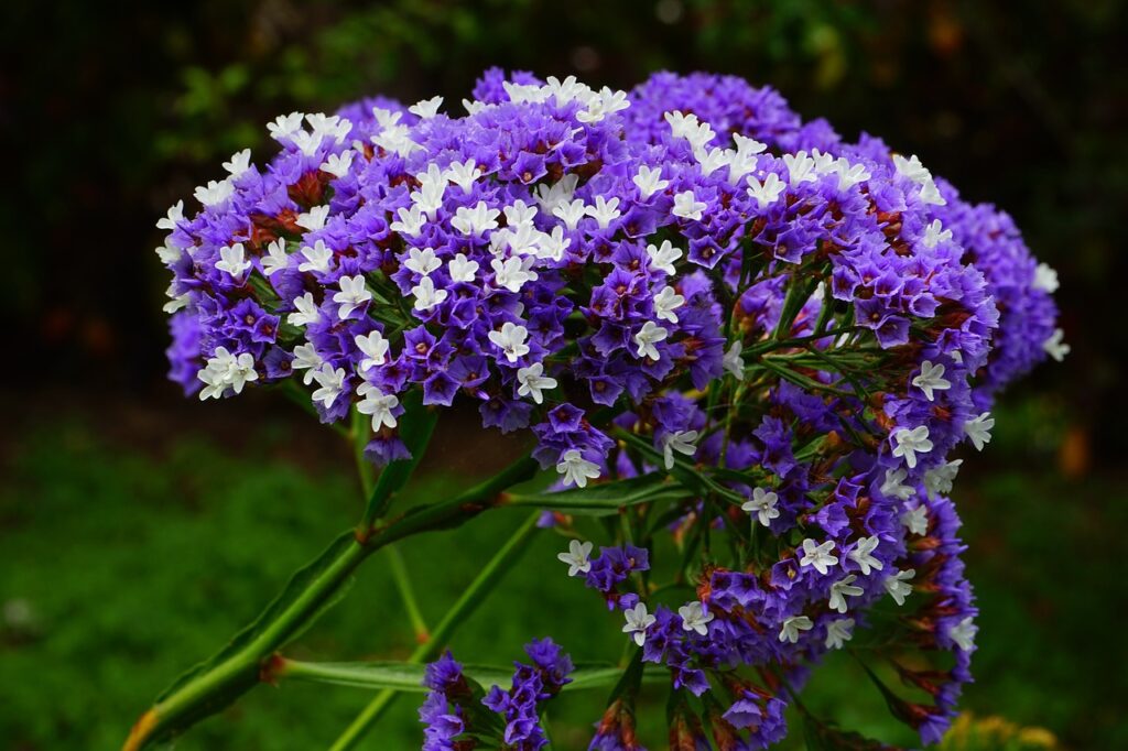 Limonium and Planting: A Comprehensive Guide