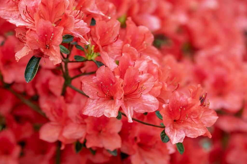 Rhododendron and Planting: A Symphony of Colors in Your Garden