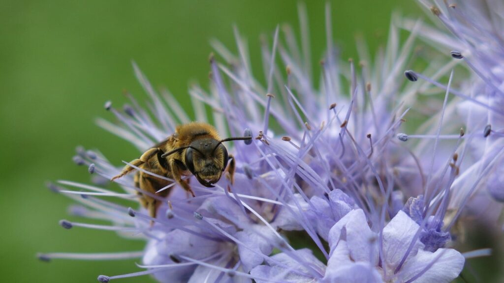 Phacelia and Planting: A Symphony of Nature