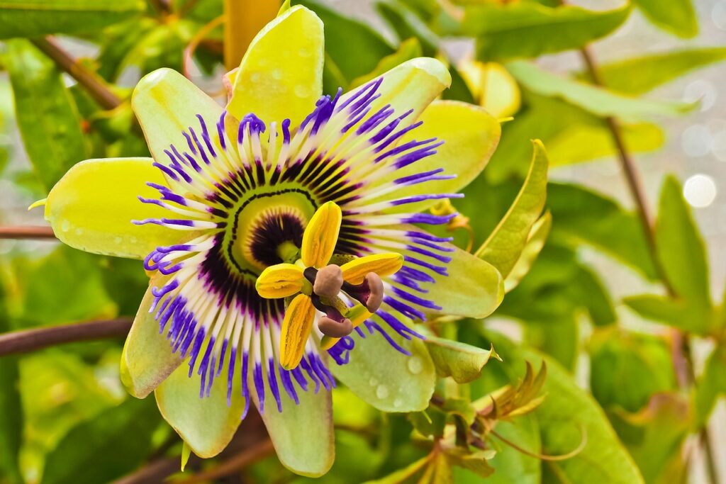 Passiflora and Planting: Unveiling the Secrets of Passion Flower Cultivation