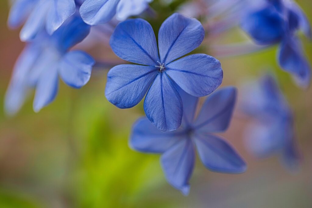 Plumbago and planting
