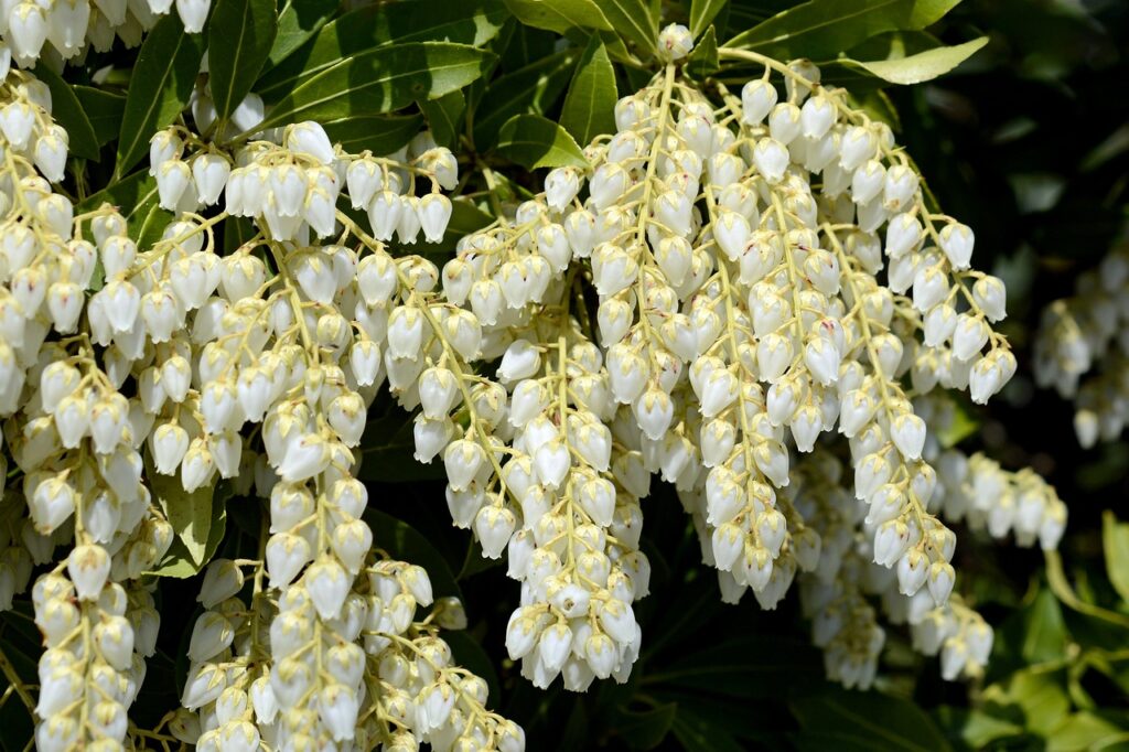 Pieris and Planting: A Blooming Symphony in Your Garden