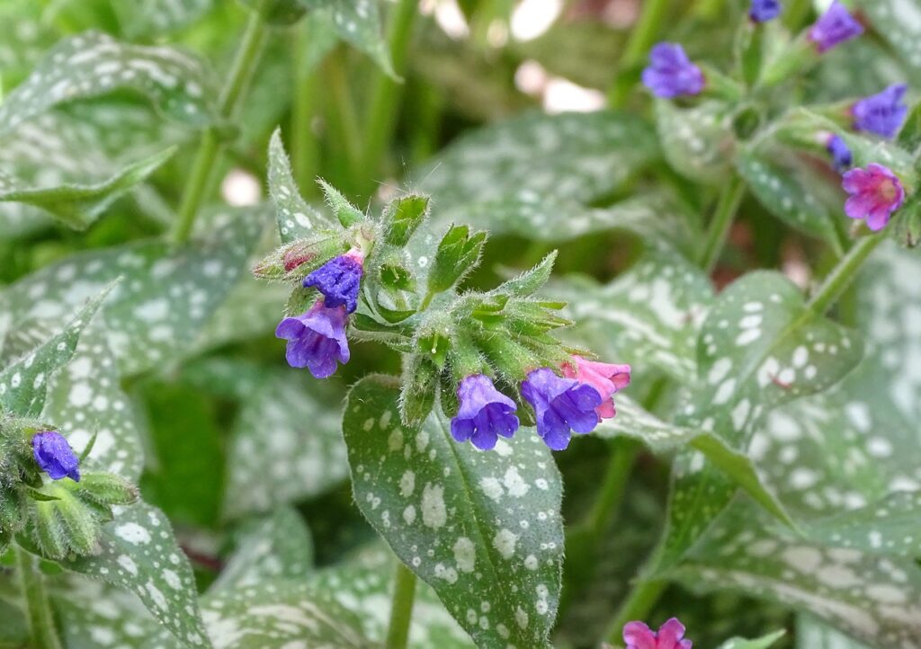 Pulmonaria and Planting: Unveiling the Secrets of this Enchanting Perennial