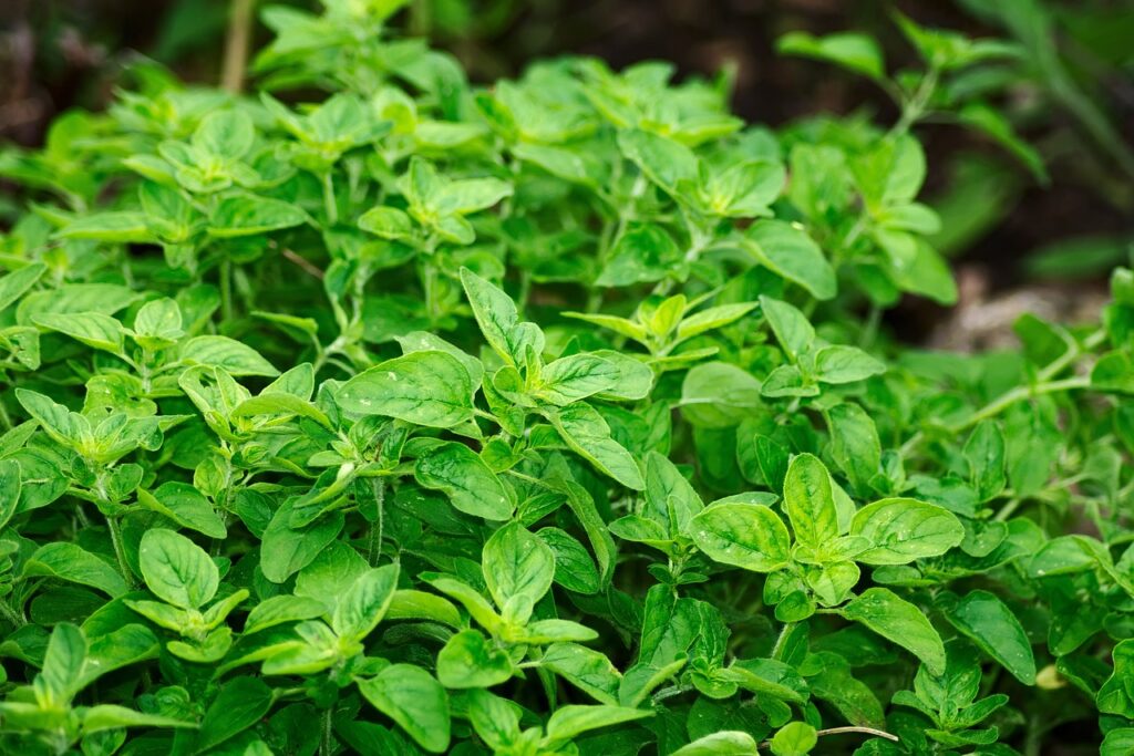 Oregano and Planting: A Flavorful Journey
