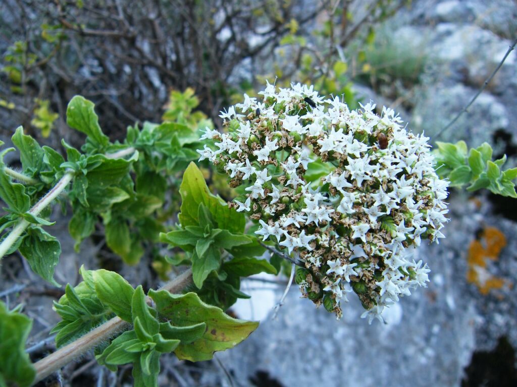 Origanum and Planting: A Guide to Growing This Versatile Herb