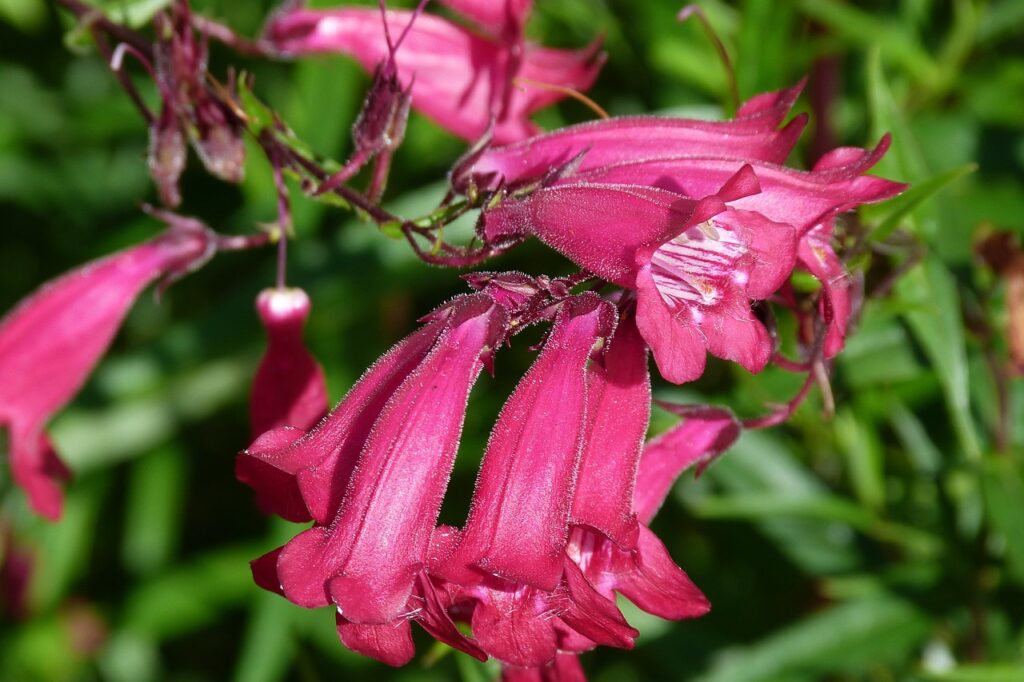Penstemon and Planting: Cultivating Vibrancy in Your Garden