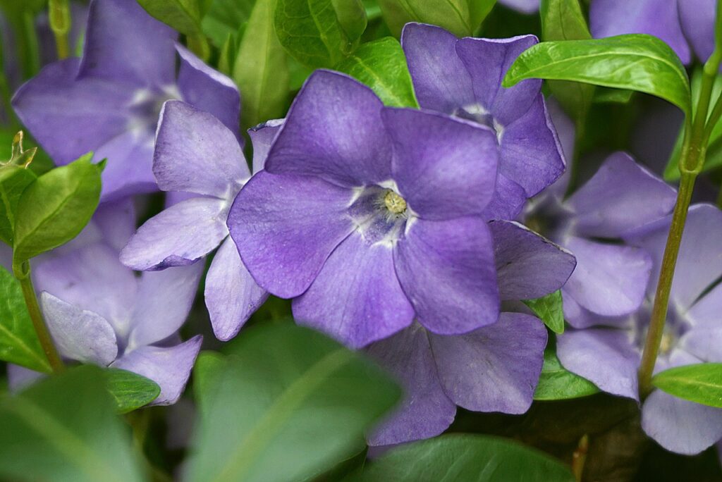 Pervinca and Planting: A Symphony of Color in Your Garden
