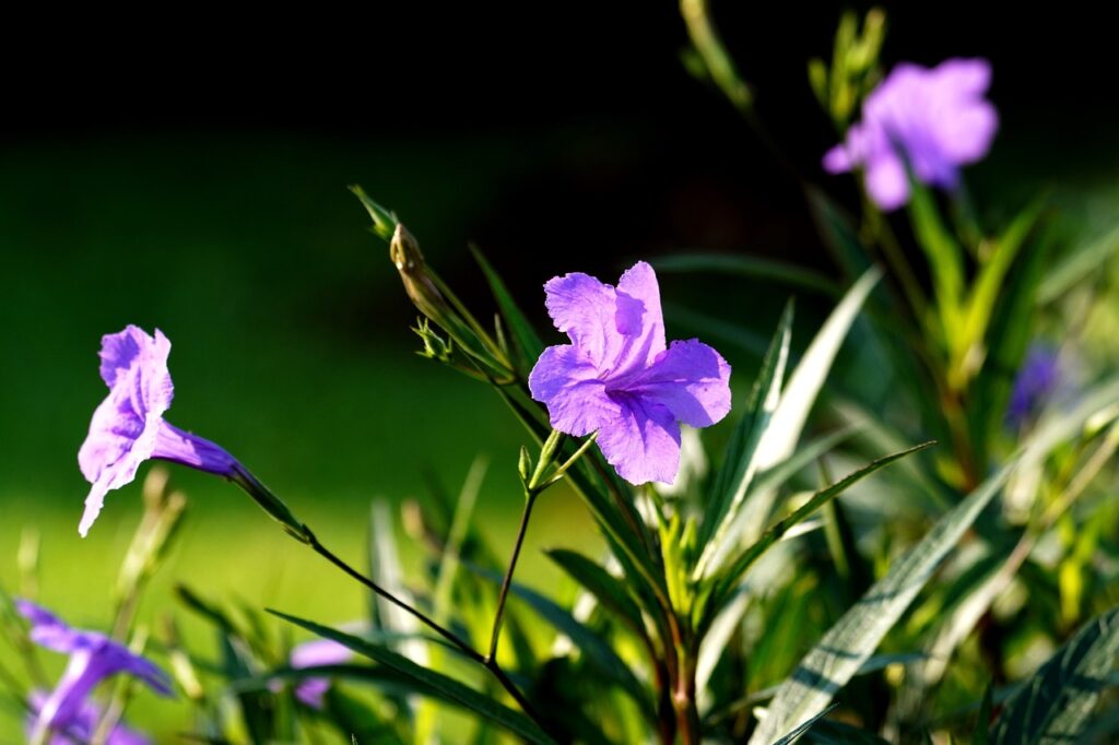 Ruellia and Planting: Unveiling the Secrets of a Garden Gem