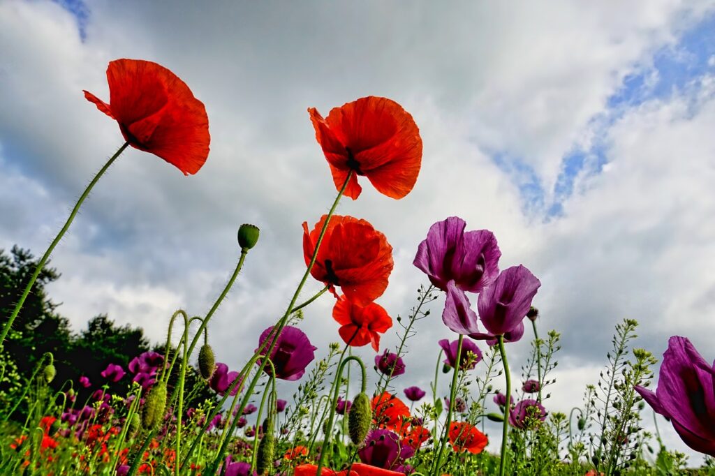 Papaver and Planting: A Floral Symphony Unveiled