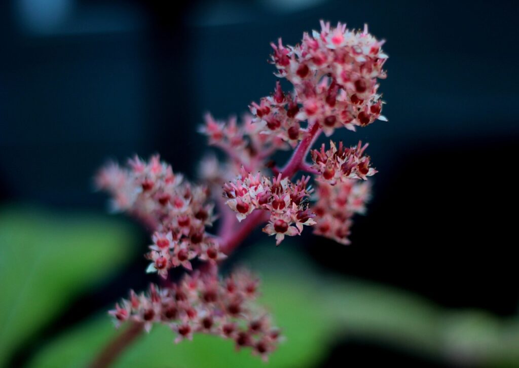 Rodgersia and Planting: Cultivating Beauty in Your Garden