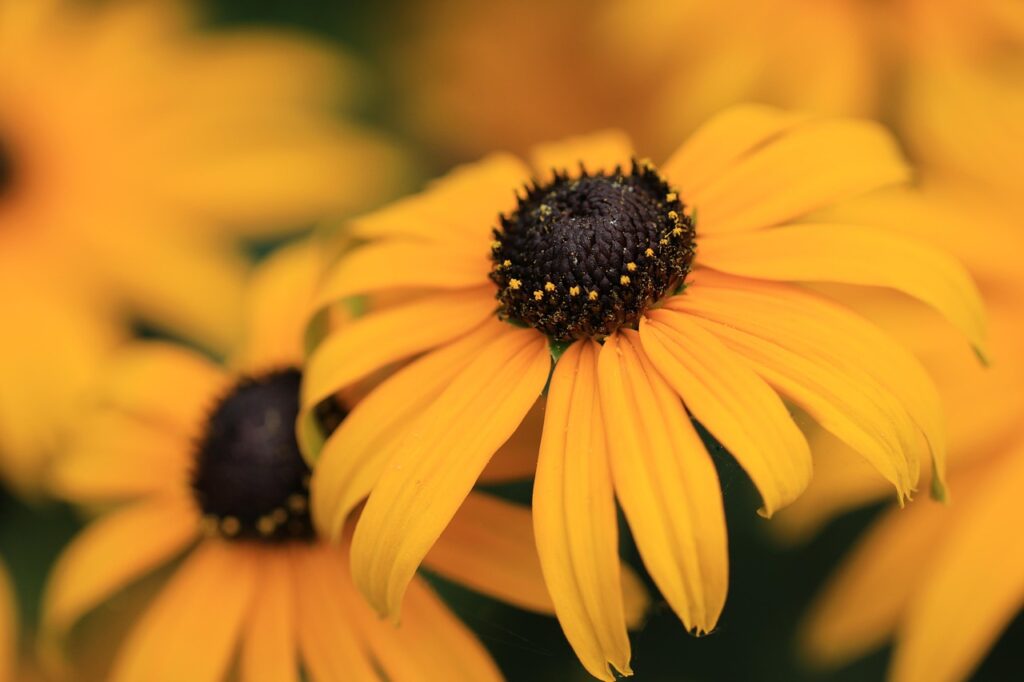 Rudbeckia and Planting: A Burst of Nature's Colors