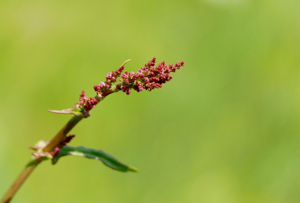 Rumex and Planting: Cultivating the Tangy Delight in Your Garden