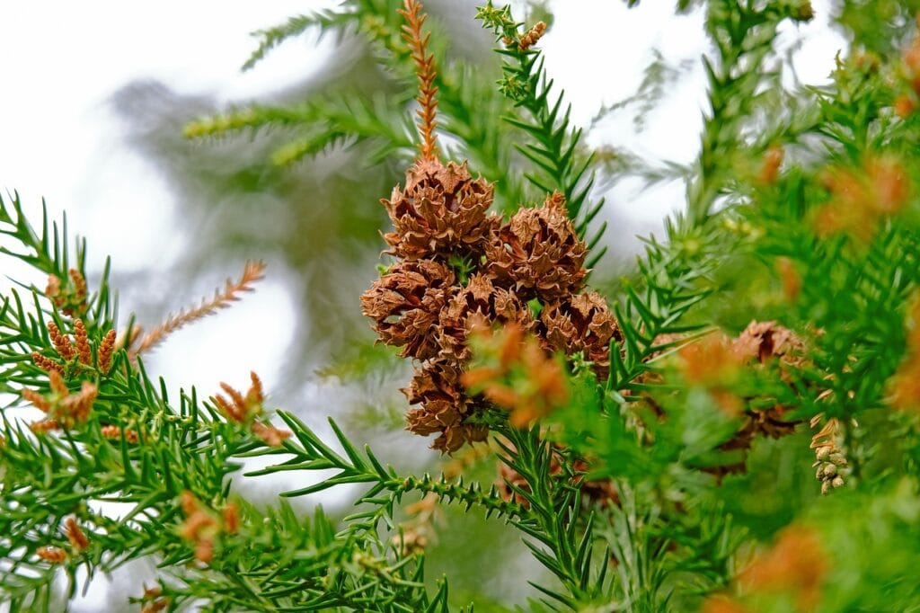 Pseudotsuga and Planting: Nurturing Nature's Masterpiece