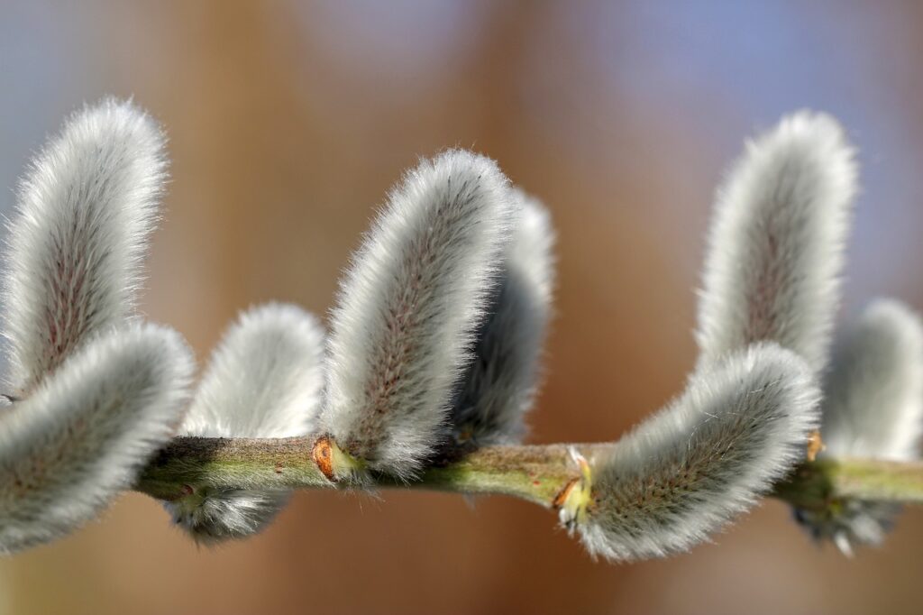 Salix and Planting: Embracing Nature's Beauty