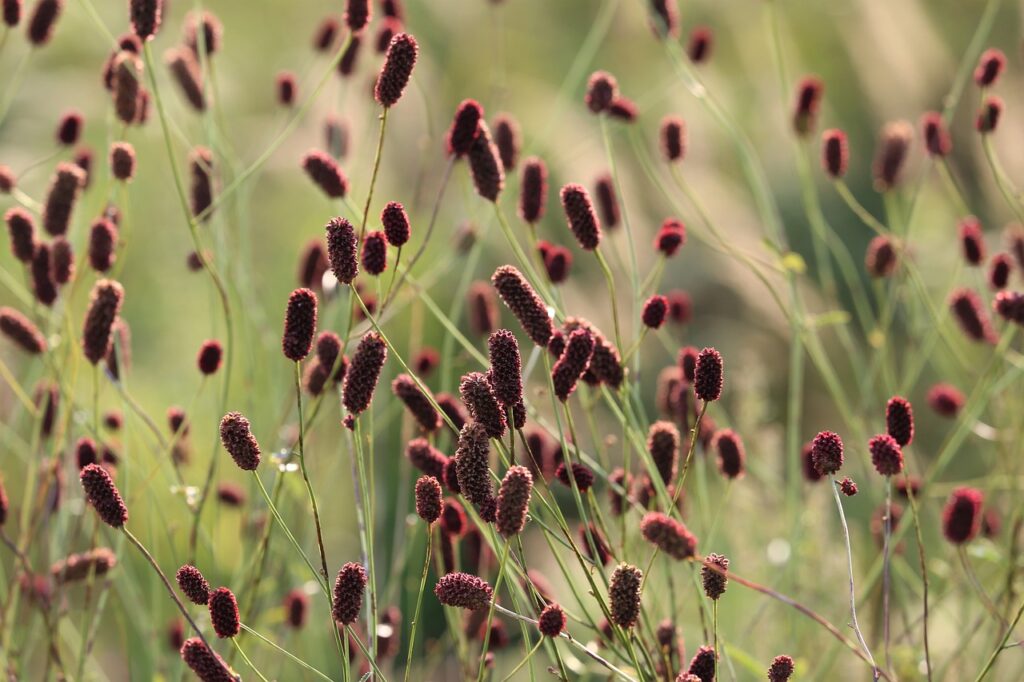 Sanguisorba and Planting: Unveiling the Beauty of a Garden Gem