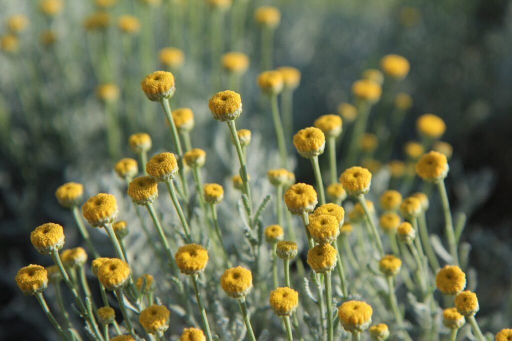 Santolina and Planting: A Green Adventure Awaits