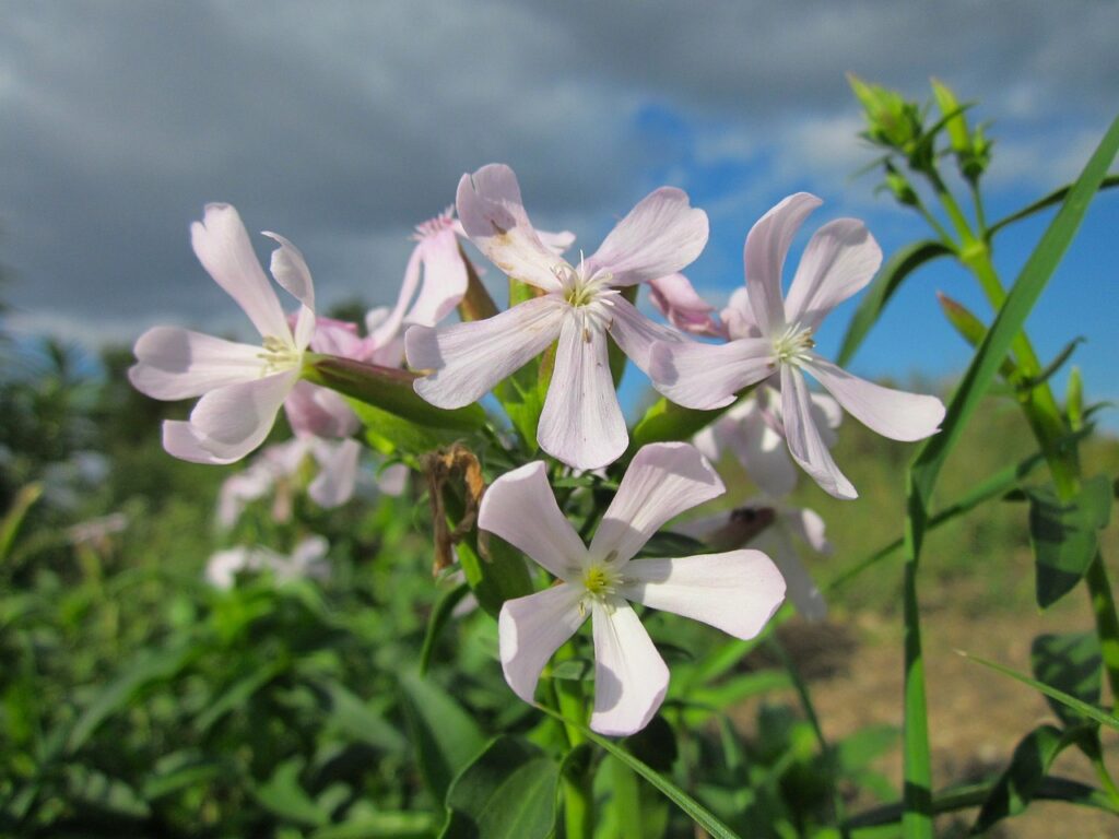 Saponaria and Planting: A Complete Guide